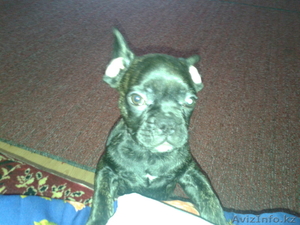 Французский бульдог чистокровный с документами срочно #852024