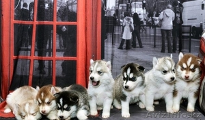 Мужчины и Женщины Синие глаза Сибирский хаски щенки. #860336