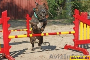 Щенки питбультерьера с родословной #862747