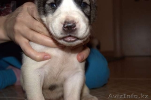 продам Алабая Девочка #866686