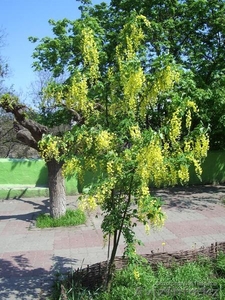 саженцы акации 1 м  #853086