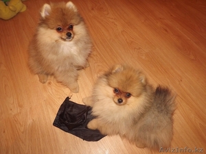 ЩЕНОК ПОМЕРАНСКОГО ЩПИЦА #856231