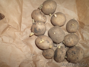 картофель семенной #857699