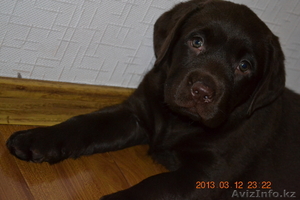 Продам щеночка лабрадора #871268