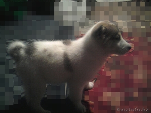 Западно Сибирская  Лайки #869536