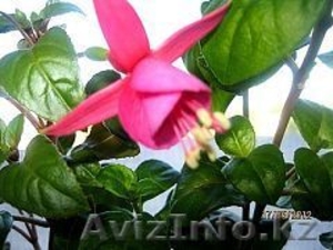 отростки фуксии розовой ампельной #867959