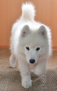 щенок лайки самоеда продаю в Алмате,  алиментная девочка #856314