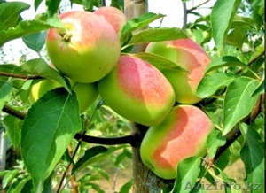 Саженцы яблони,  груши. #852689