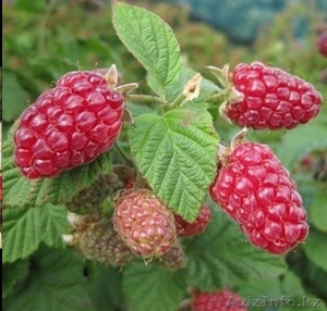 Саженцы малины ремонтантной  #852690