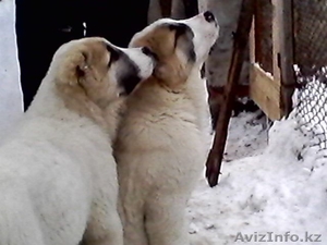  Продам щенков Алабая #852374