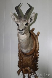 Коллекция чучел #872283