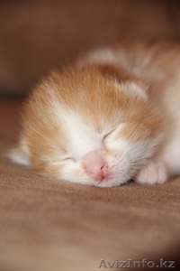 Очаровательные котята в ответственные руки #852140