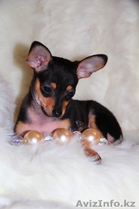 продам щенка породы Русский Той #836341