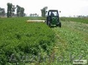 Семена люцерны и клевера. #852629