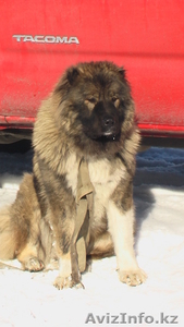 Щенки кавказской овчарки #868799