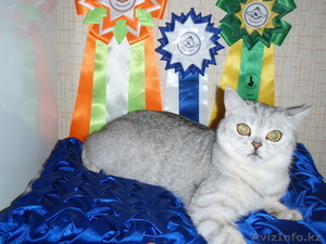 Британские котята. #838602