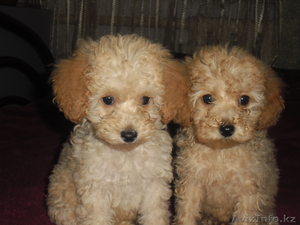Продам щенков той пуделя. #864370