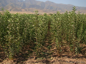 Ищете саженцы? Звоните нам!!!! #870864