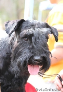 Щенки цвергшнауцера черного окраса #858224