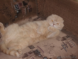 Ищу британскую кошечку #856505