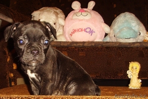 Питомник щенки Французского бульдога #857771