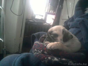 продам  щенков мопсов от импортных родителей #870226