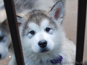 ПРОДАЕТСЯ! УПРЯЖКА ЕЗДОВЫХ СОБАК (4х4)wd ! МАРКИ АЛЯСКИНСКИЙ МАЛАМУТ!  #859294