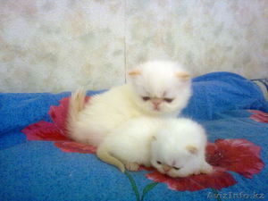Экзоты и персы Питомника SUN BEAM #880631