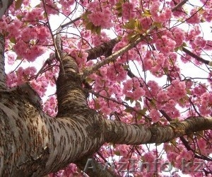 продам лошадей. 3 кобылиц и одного жеребенка #887385