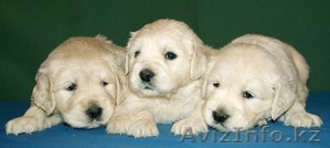 щенки Золотистый ретривер #891248