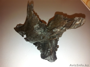 Коряга мангрового дерева  #874578