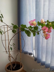 Продается комнатный цветок Бугенвилия #883316