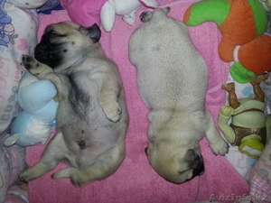 растения животные птици #884502