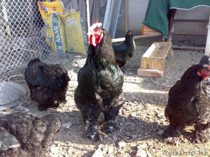  куры Элитных пород Брамы и Кокенхин #878007
