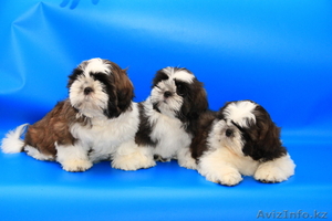 Ши-тцу Шар'м Золотой  #885573