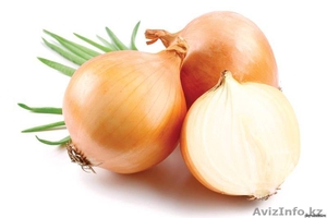 ЛУК репчатый оптом сорт МАНАС #880457