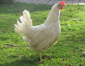 Куры-несушки, бройлеры, цыплята. #877499