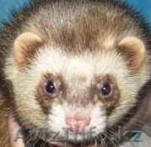 Найден Хорёк , самец,  крупный #889115