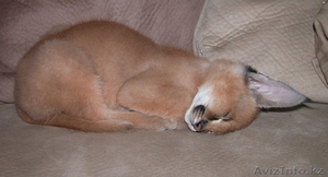 сервала,  савани,  оцелот,  каракал кошенят #878006