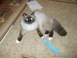 ПРОПАЛ КОТ пушистый сиамской окраски #880871