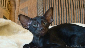 Стильные ориентальные котята #876428