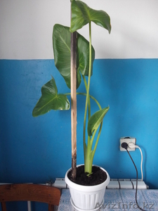 комнатные растения недорого! #879395