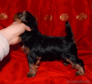 Йоркширский терьер девочки #877522