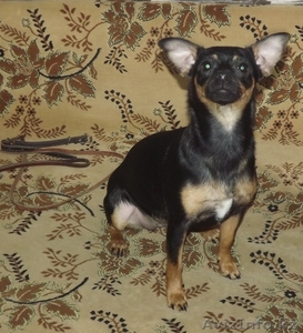 продам собаку породы карликовый пинчер. возраст 8 мес. девочка. привита. есть па #886093