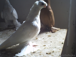 Продажа голубей узбекской парды тел 87058693887 #892459