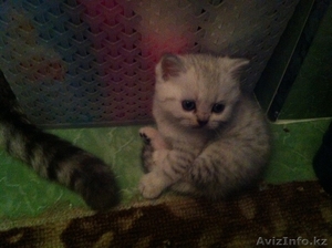 Котята продам веслаухие и прямоухие подробности по телефону 87773606445  #890526