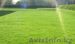 Посев, посадка  газона #881374