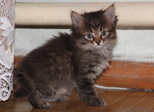 Отдам  пушистых котят #892967