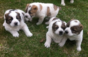 Продам щенков Среднеазиатской овчарки - алабая #877619