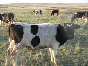 Продам бычков и телок #892228